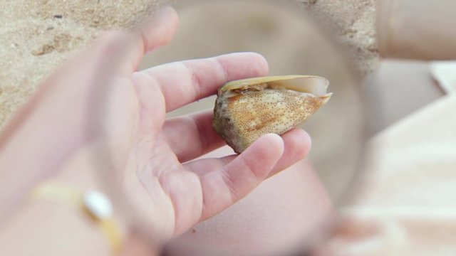Curious young boy exploring with help of magnifying glass alive crab hiding in seashell while sitting on seashore. Real time full hd video footage.