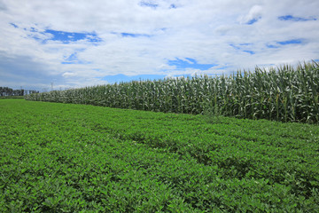 Fototapeta premium The peanuts and corn in the field