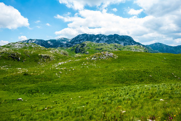 Fototapeta na wymiar green beautiful valley, mountains and blue sky in Durmitor massif, Montenegro