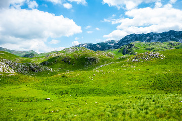 Fototapeta na wymiar green grass and mountains in Durmitor massif, Montenegro