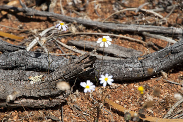 Hyden Australia, white wildflowers and dead wood along the Gnamma trail
