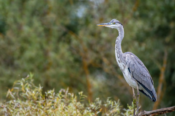 Grey Heron ( Ardea cinerea ) side view standing up on a branch floating in a lake