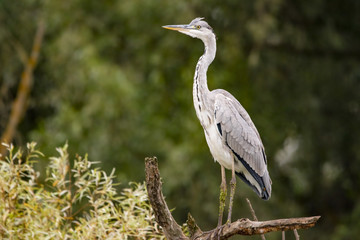 Grey Heron ( Ardea cinerea ) side view standing up on a branch floating in a lake