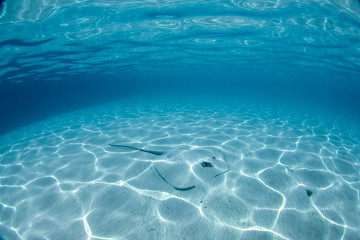 sting ray hiding in the sand in french polynesia