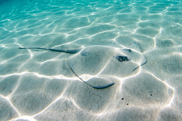sting ray hiding in the sand in french polynesia