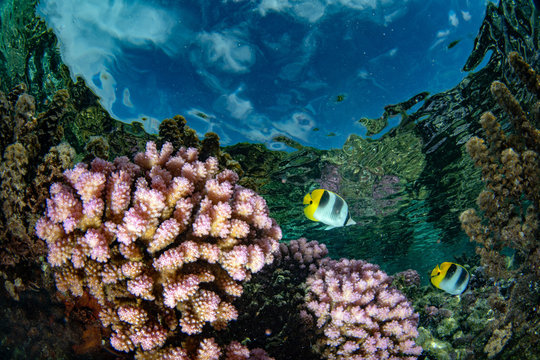 snorkeling in french polynesia coral reef gardens