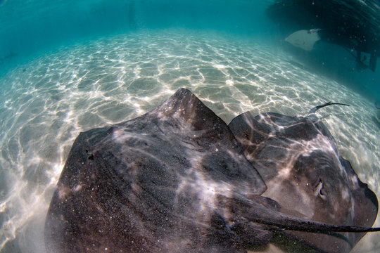 Sting Ray In French Polynesia