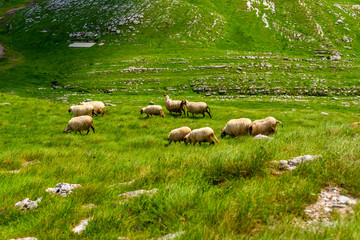 Fototapeta premium Flock of sheep grazing on valley in Durmitor massif, Montenegro