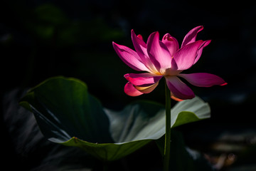 Lotus flower