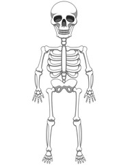Cartoon skeleton mascot or Halloween character isolated on white background. Vector illustration