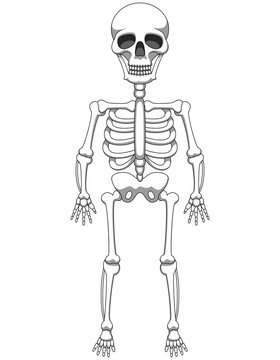 Cartoon skeleton mascot or Halloween character isolated on white background. Vector illustration