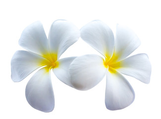 Fototapeta na wymiar White plumeria flower or leelawadee flower isolated on dark background