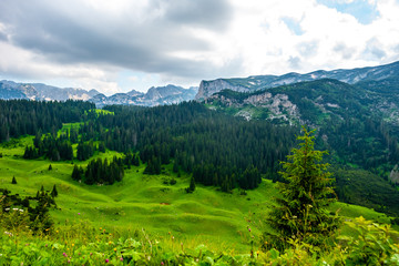 beautiful green valley with forest and mountains on background in Durmitor massif, Montenegro