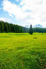 Obraz premium beautiful green valley with forest and blue sky in Durmitor massif, Montenegro