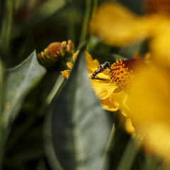 Autumn flowers in a garden