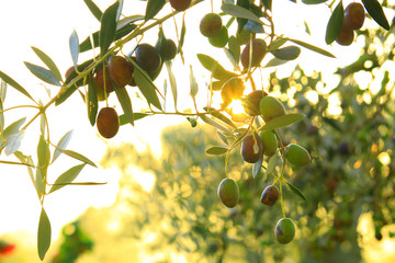 Obraz premium Olives on tree, bright sky at sunset in background