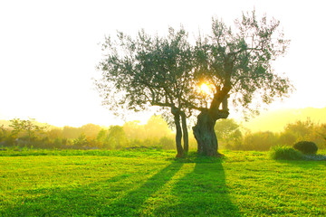 Olive tree in sunset backlight 