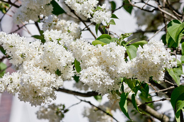 bush of blossoming white lilac closeup