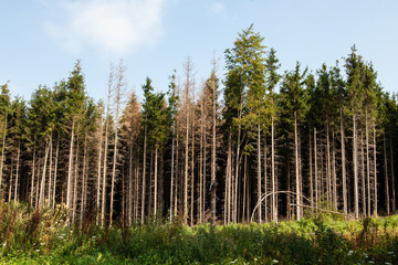 Trees before cut in front of a meadow on a hill with clear blue sky. Protect our environment concept.