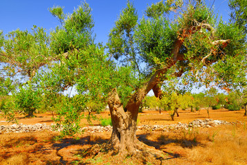 Ancient olive trees of Salento, Apulia, southern Italy