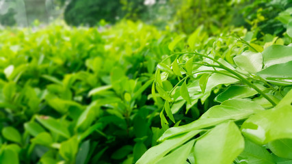 Line and shodow  bright green leaves in the garden