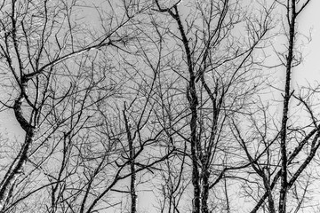 Black and white photograph of dead tree.