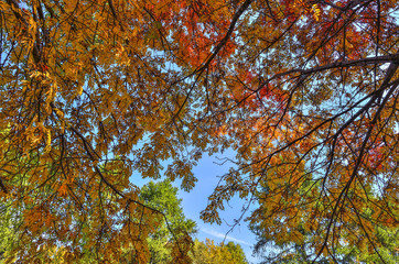 Flaming colorful leaves of rowan trees in fall city park - bottom view