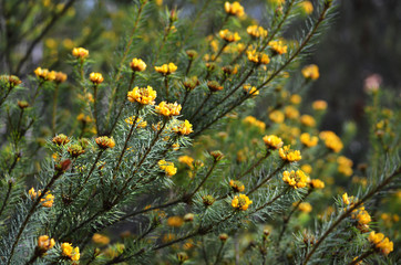 Australian native Handsome Bush Pea, Pultenaea stipularis, family Fabaceae, growing in woodland...