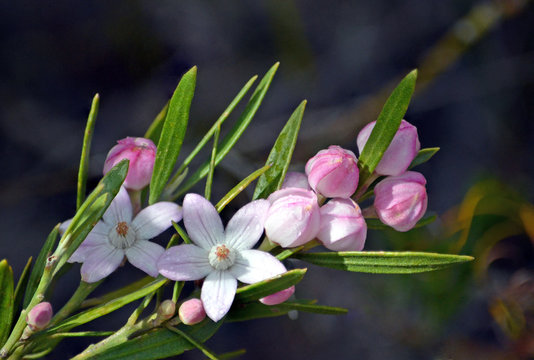 Raindrops on Australian native Pink Waxflowers, Eriostemon australasius, family Rutaceae, Uloola track, Royal National Park, Sydney, NSW, Australia