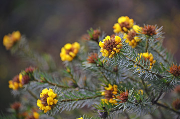 Australian native Handsome Bush Pea, Pultenaea stipularis, family Fabaceae, growing in woodland along the Uloola track, Royal National Park, Sydney, Australia. Also known as fine leaf bush pea.