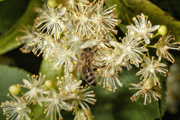 Honigbiene in der Lindenblüte © heiwa