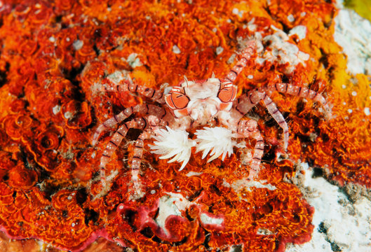 Boxer crab, Lybia tesselata, with defensive anemones attached her arms. Bali Indonesia.