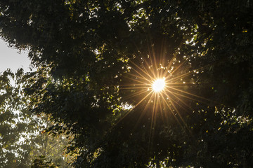 Sunbeams fall through the branches of a tree