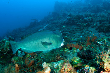 Fototapeta na wymiar Bumphead parrotfish, Bolbometopon muricatum, Bali Indonesia.