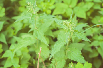 A soon blooming green nettle: ecological, healthy and nutritious wild food straight from the nature in Finland