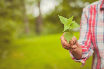 A woman showing an eatable nettle plant. A Finnish nature offers lots of clean raw food which is ecological, healthy and nutritious, straight from the nature