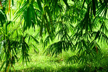 Bamboo tree with grass in sun light natural background