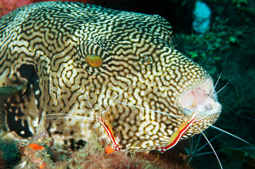Map pufferfish, Arothron mappa, in a cleaning station, Bali Indonesia.