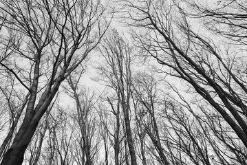 trees without leaves in the forest