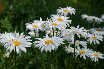 Fototapeta premium field of daisies