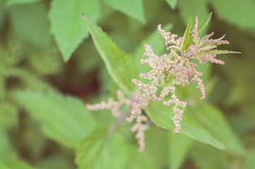 A blooming green nettle: ecological, healthy and nutritious wild food straight from the nature