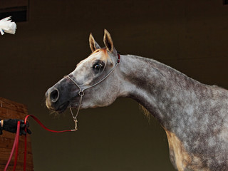 Purebred Arabian Horse, portrait of a dapple gray mare with jewelry bridle in dark background