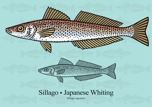 Sillago, Japanese Whiting. Vector illustration with refined details and optimized stroke that allows the image to be used in small sizes (in packaging design, decoration, educational graphics, etc.)