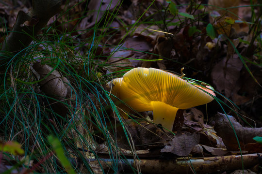 Fantasy Photo, Mushroom Illuminated Or Enlightened. Photograph Of Fungus Illuminated By Back Light In Natural Forest Environment.