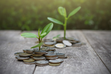 Fototapeta na wymiar Young plants growing on pile of coins isolated on wooden floor with green blurred background. Business financial, savings money concept.