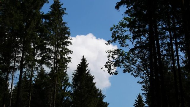 Moving cloud above the top of the trees, forests are important for ecological environment