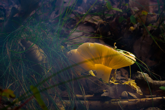 Fantasy Photo, Mushroom Illuminated Or Enlightened. Photograph Of Fungus Illuminated By Back Light In Natural Forest Environment.