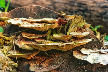 Turkey tail 