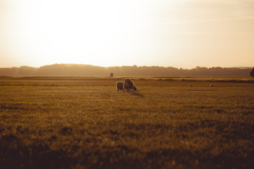 Obraz premium Schafe im Spätsommer