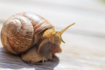 the snail crawls on a wooden background